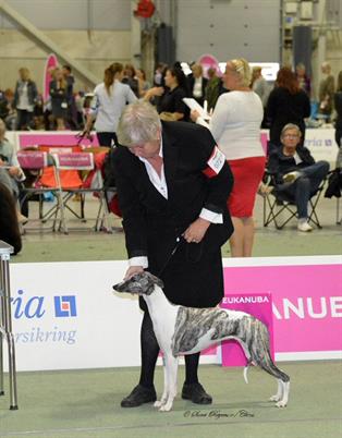 EDS, Suna Regens Tzhaka Autumn Pacifica (Wada), 4-Best Bitch, Judge: Patsy Gilmour