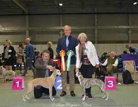 Wiola BB-Cert-Cacib-NV-2016 title & BOS